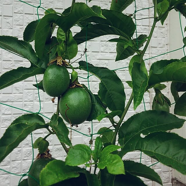 strawberry364さんの実例写真