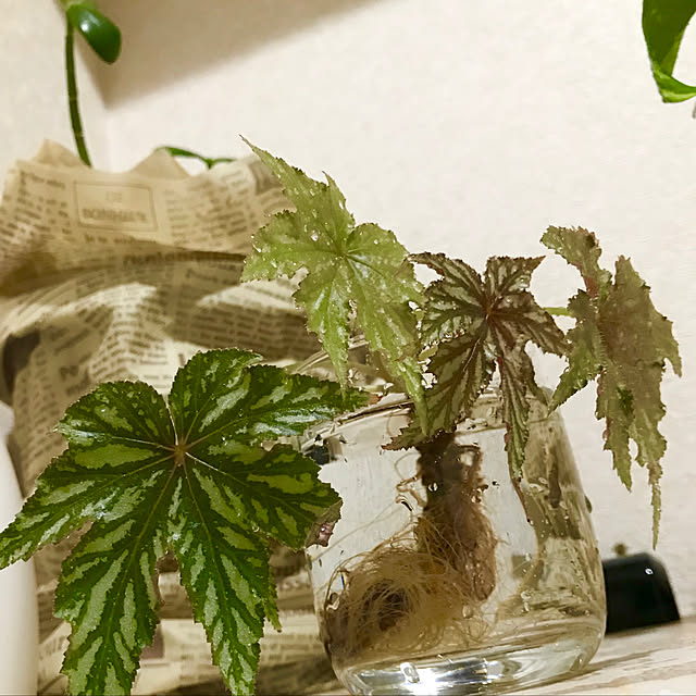 Shinさんの実例写真