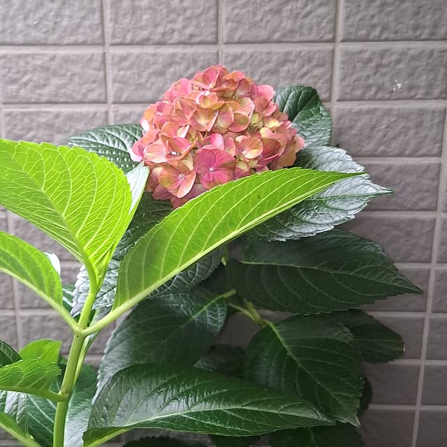 noaさんの部屋