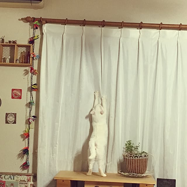 Miechamさんの実例写真