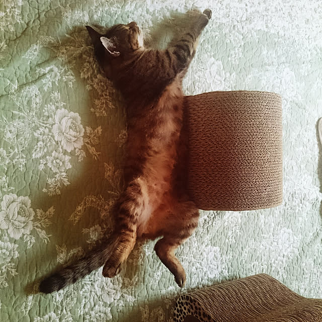 lilyさんの実例写真