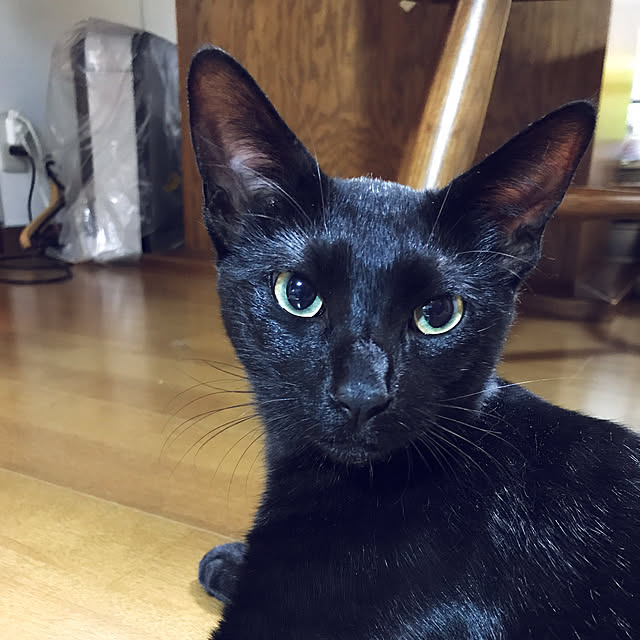 kumiさんの実例写真
