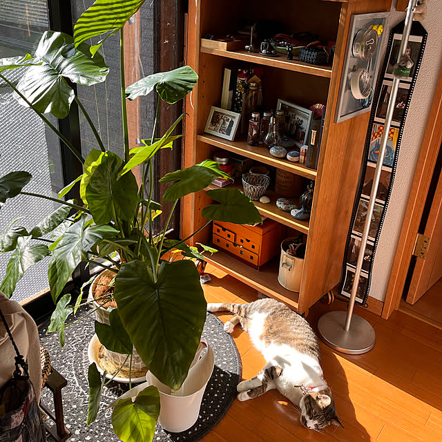 jijiさんの実例写真