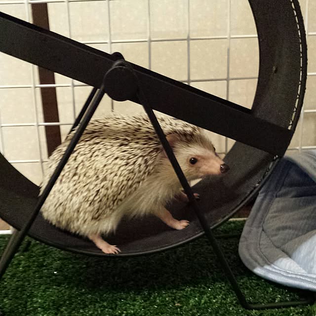 MINIさんの実例写真
