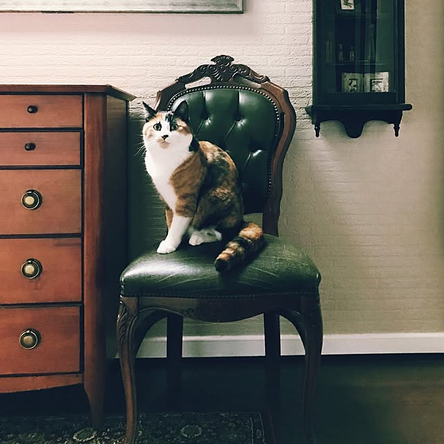 harpさんの実例写真