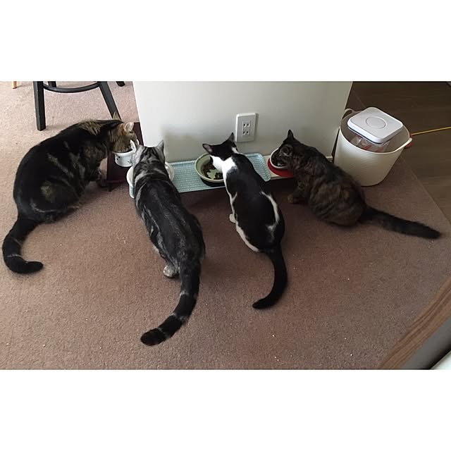 mikomaruさんの実例写真