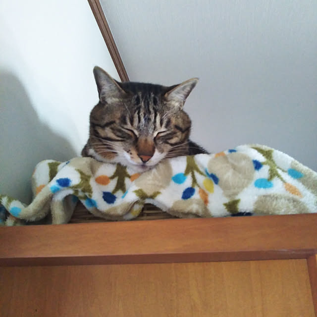sho.27.yuki.11さんの実例写真