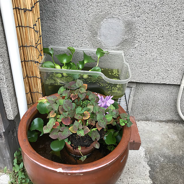 haripochitaさんの実例写真