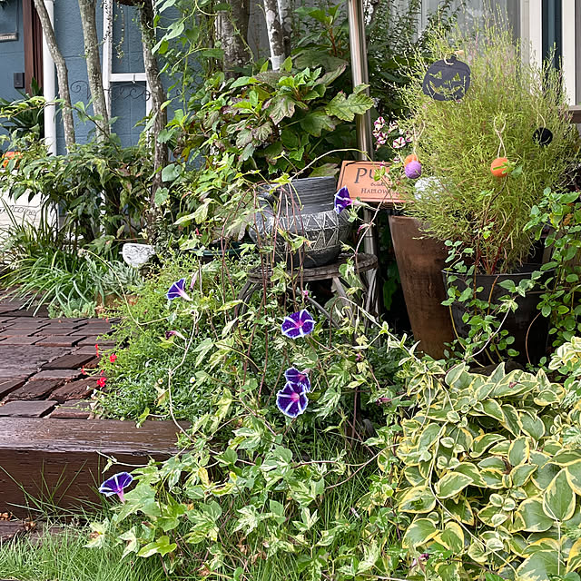 nobikoさんの部屋