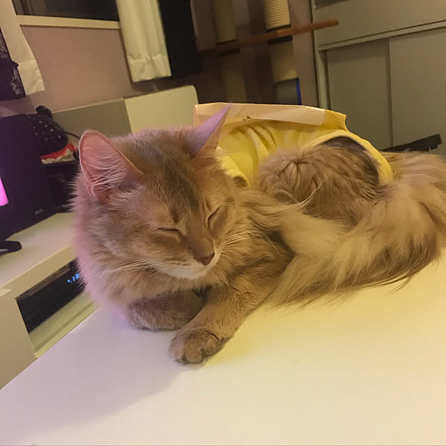 実例写真