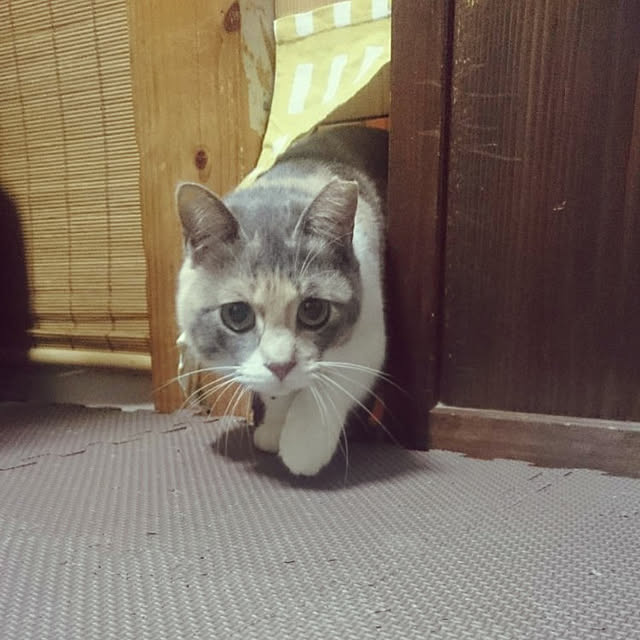 fukuさんの実例写真