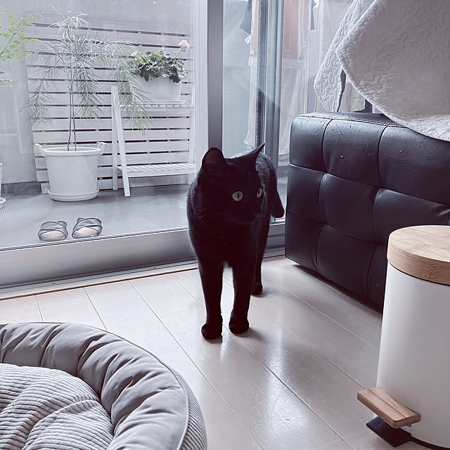 nekomiさんの部屋