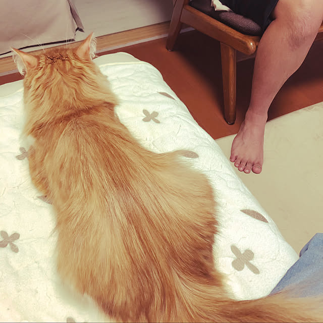 uchidaizuさんの実例写真