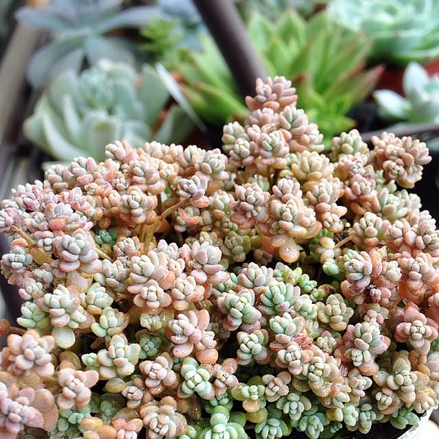 多肉植物 ブレビフォリウムのおしゃれなアレンジ・飾り方の 多肉植物 ブレビフォリウムのおしゃれなアレンジ・飾り方の