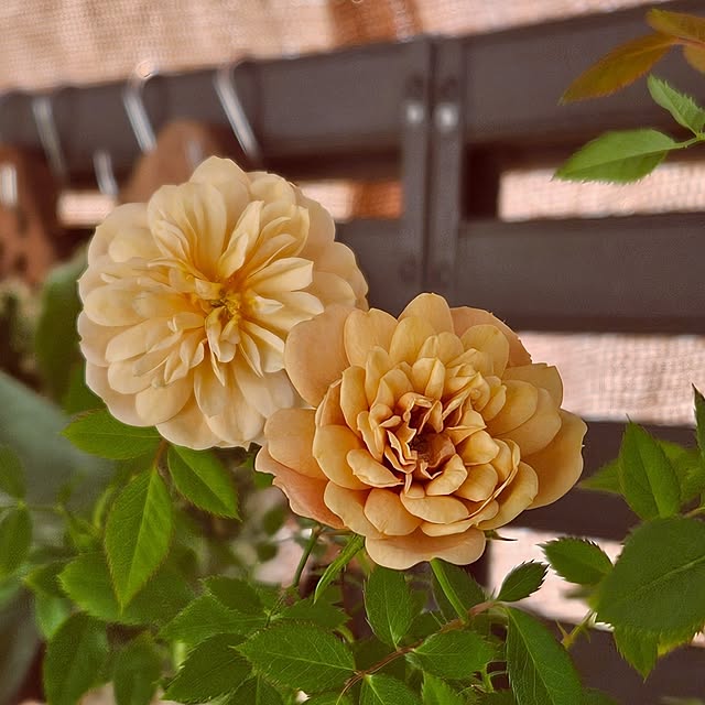 mocomocoさんの部屋