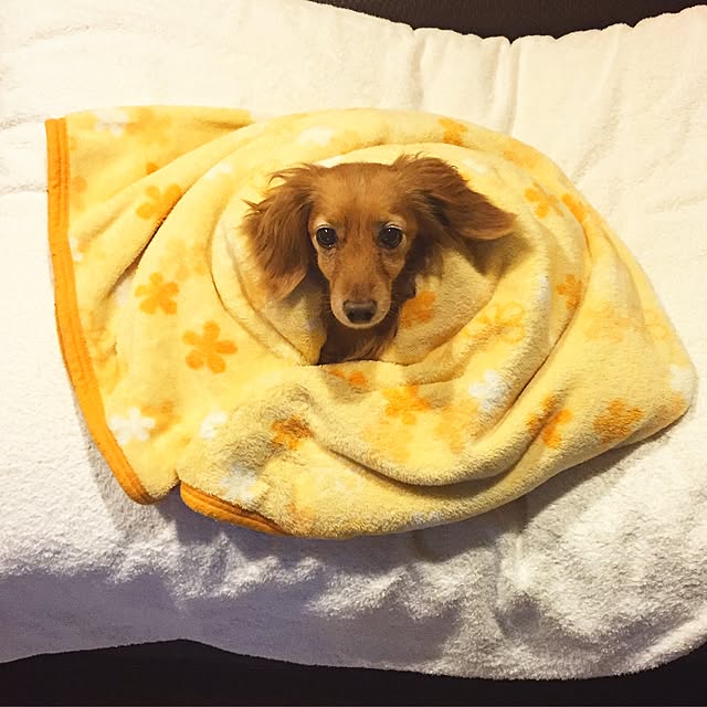 sakuさんの実例写真