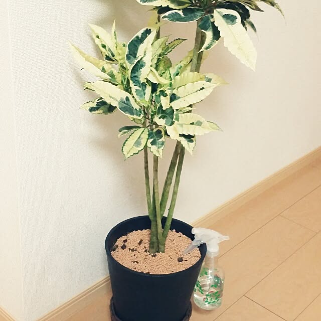 リビング/植物のインテリア実例 - 2014-05-11 17:32:11