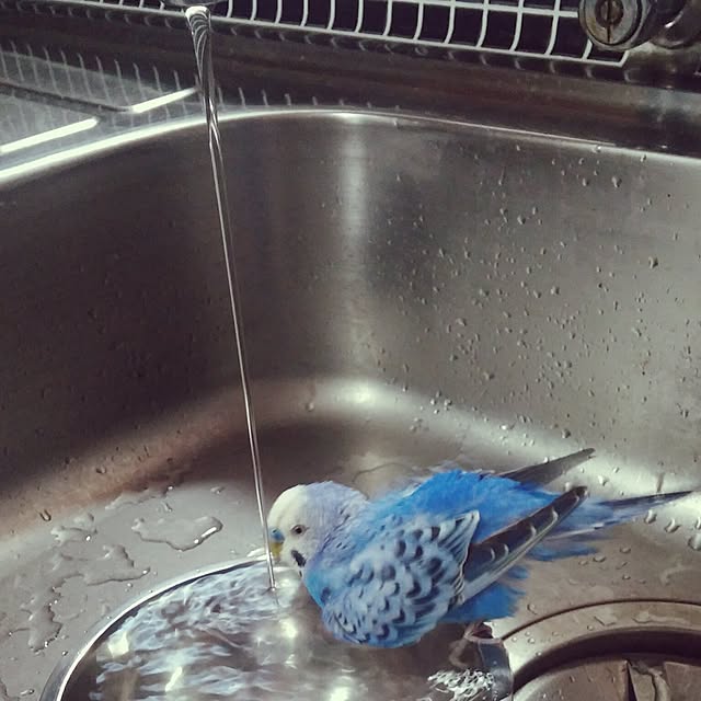 opiopiopiさんの実例写真