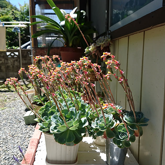 taleo07さんの実例写真