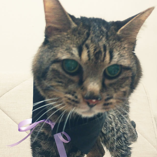kittenblueさんの実例写真
