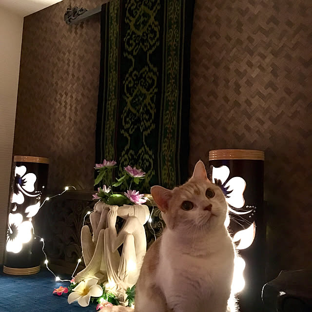 aiaiさんの実例写真