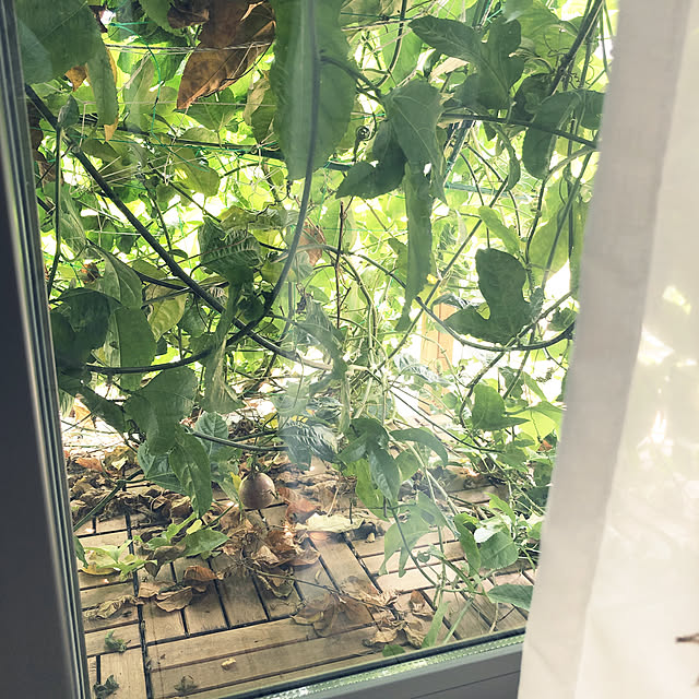 koroさんの実例写真