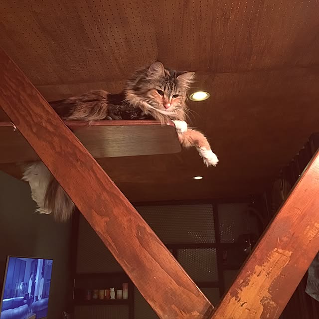 decorameowさんの実例写真