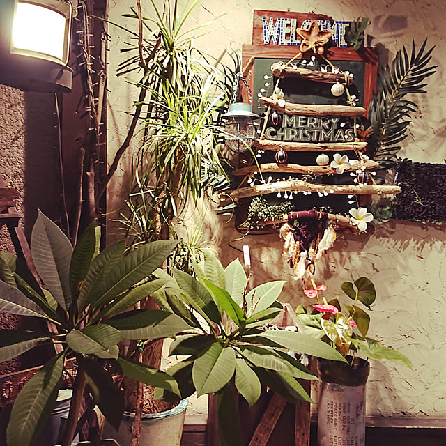 壁/天井/クリスマス/wood好き/ハンドメイド/流木...などのインテリア実例 - 2019-11-21 20:41:14