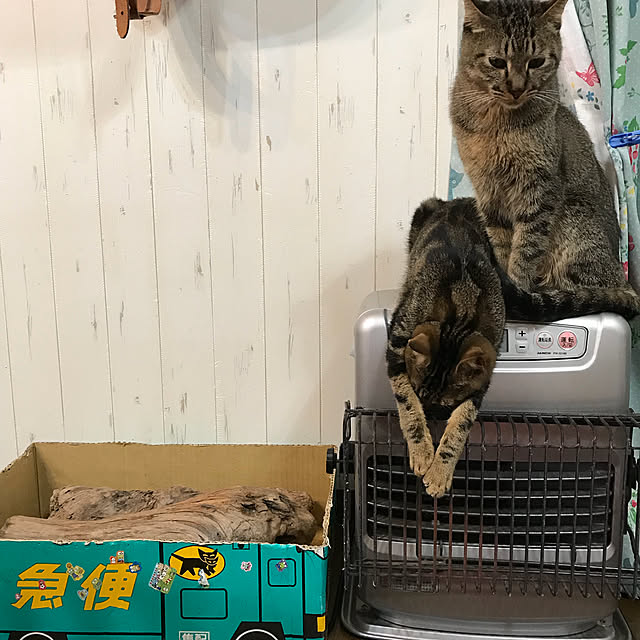 pepeさんの実例写真