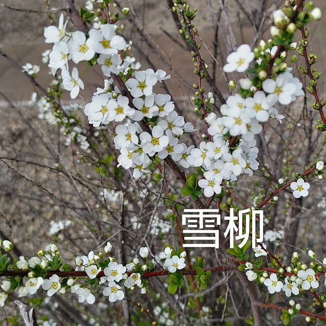 YUKOさんの実例写真