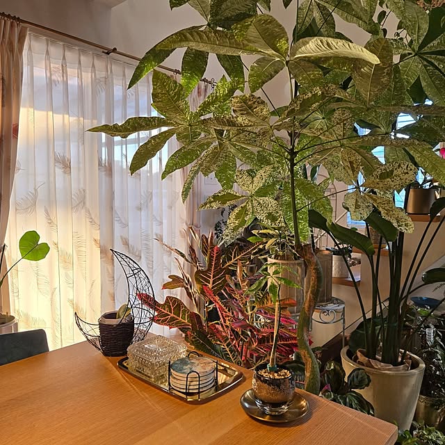 nonbiri_house_さんの実例写真