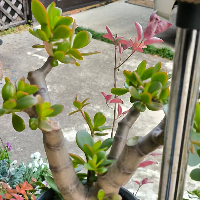 koyutan-mjmさんの部屋