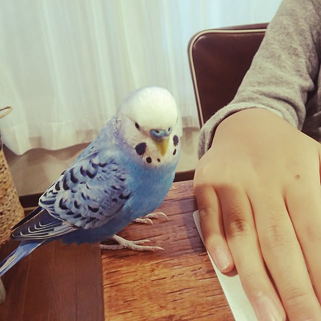 opiopiopiさんの実例写真