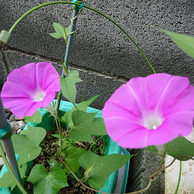 denkoさんの実例写真