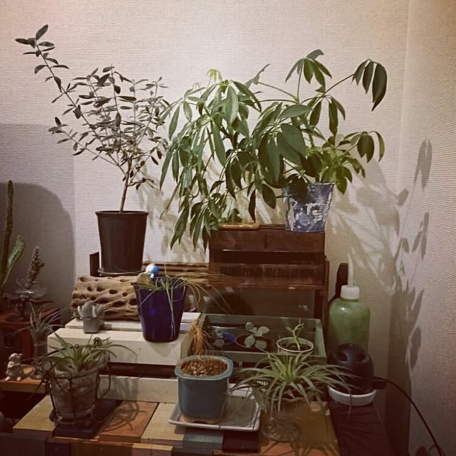 dbcolaさんの実例写真