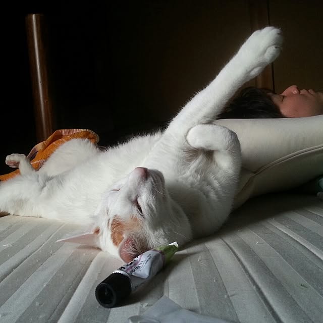 Yukikoさんの実例写真