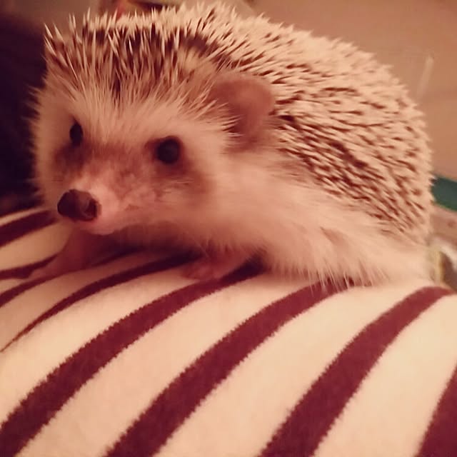 kuruさんの実例写真