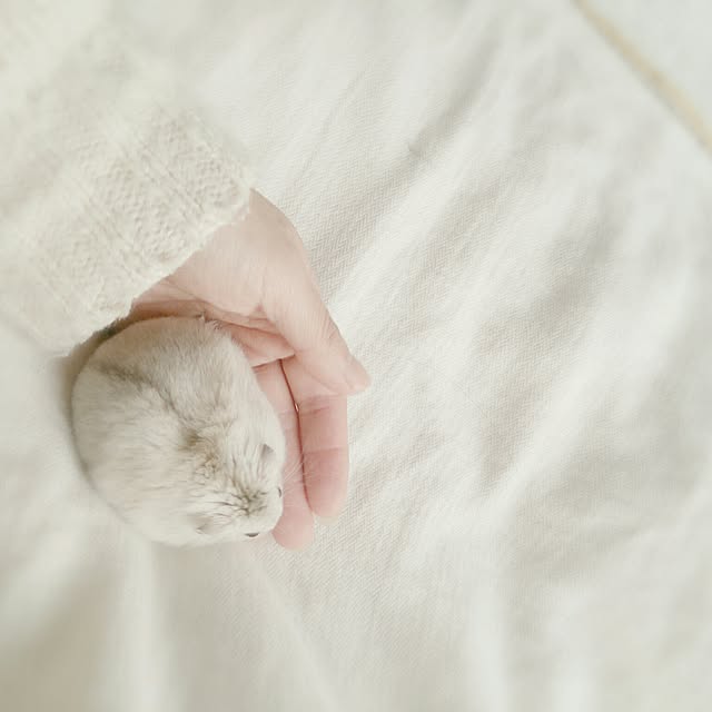 comiriさんの実例写真
