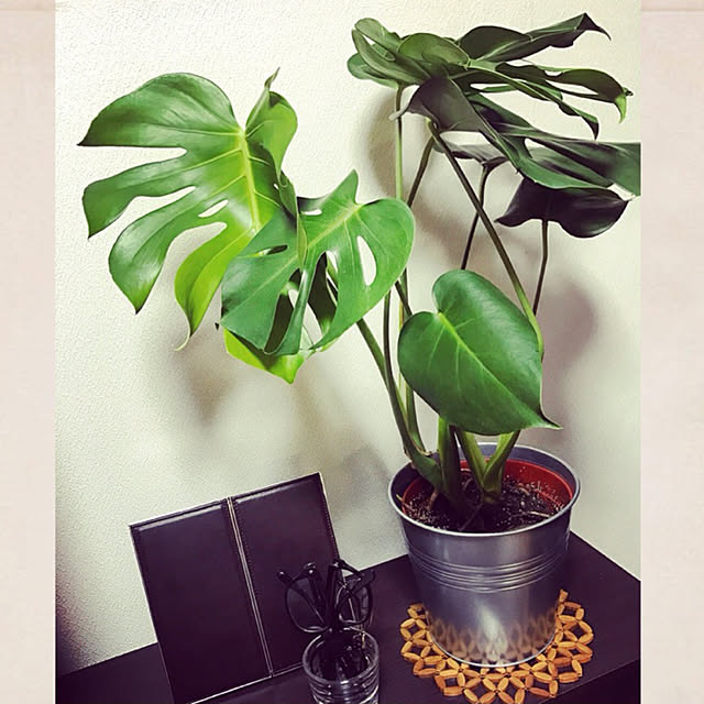棚/観葉植物/IKEA/セリア/雑貨...などのインテリア実例 - 2017-11-27 12:57:46