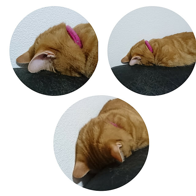 shinobuさんの実例写真