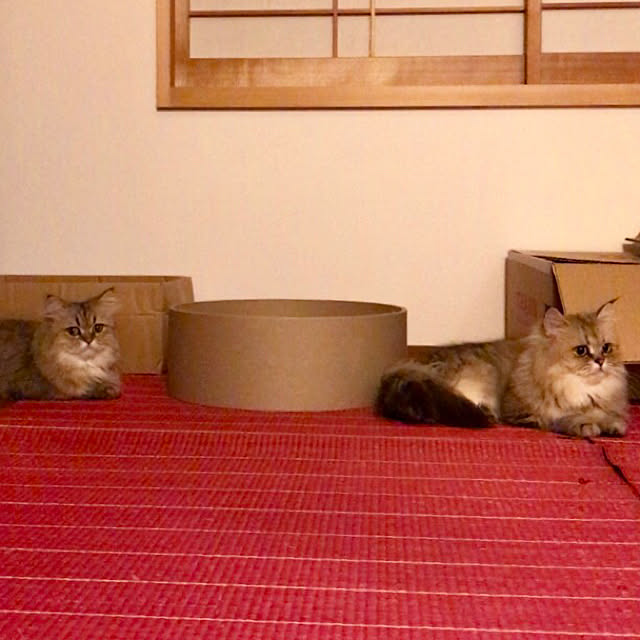 butachanさんの実例写真