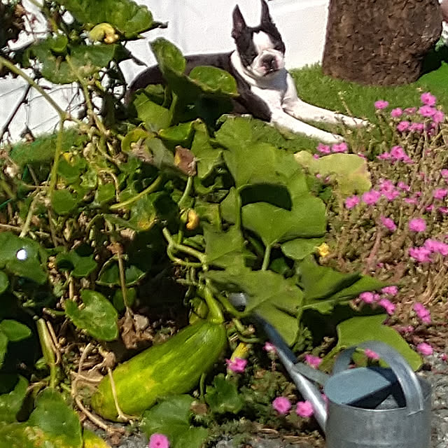 boston5757さんの実例写真
