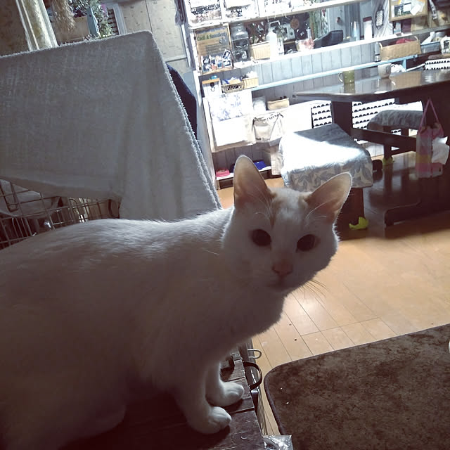 posauruさんの実例写真