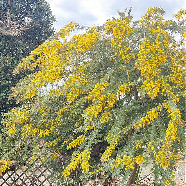 mintteaさんの部屋