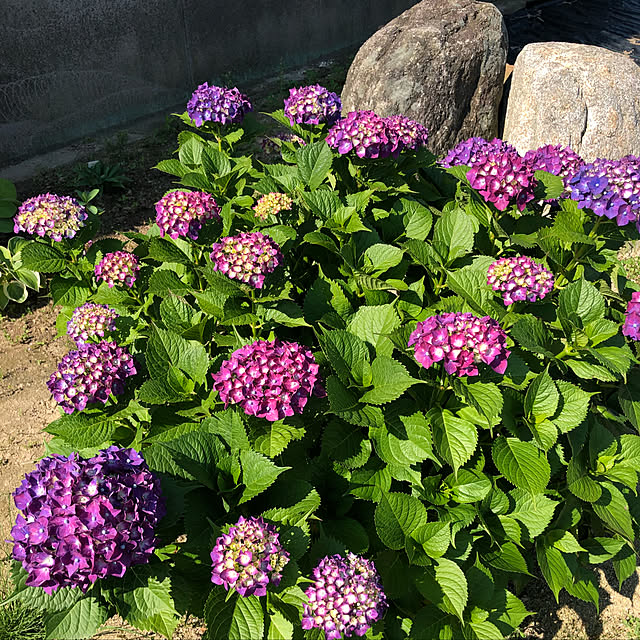 t-blueさんの実例写真