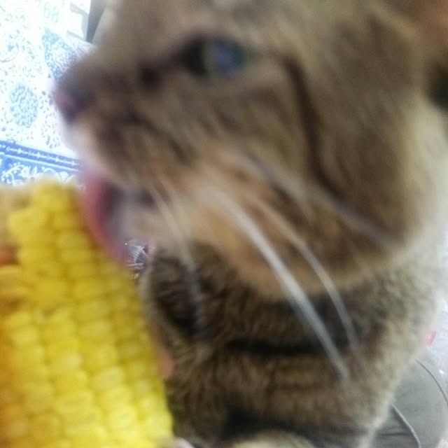 kittenblueさんの実例写真