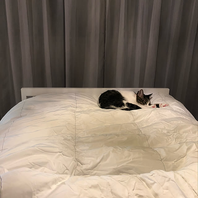 Shihoさんの実例写真