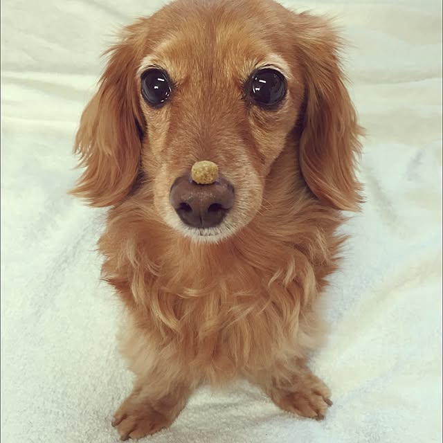 sakuさんの実例写真