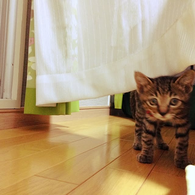 charmyさんの実例写真