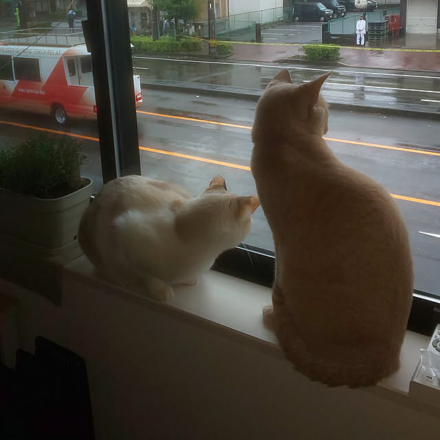 aquaさんの実例写真